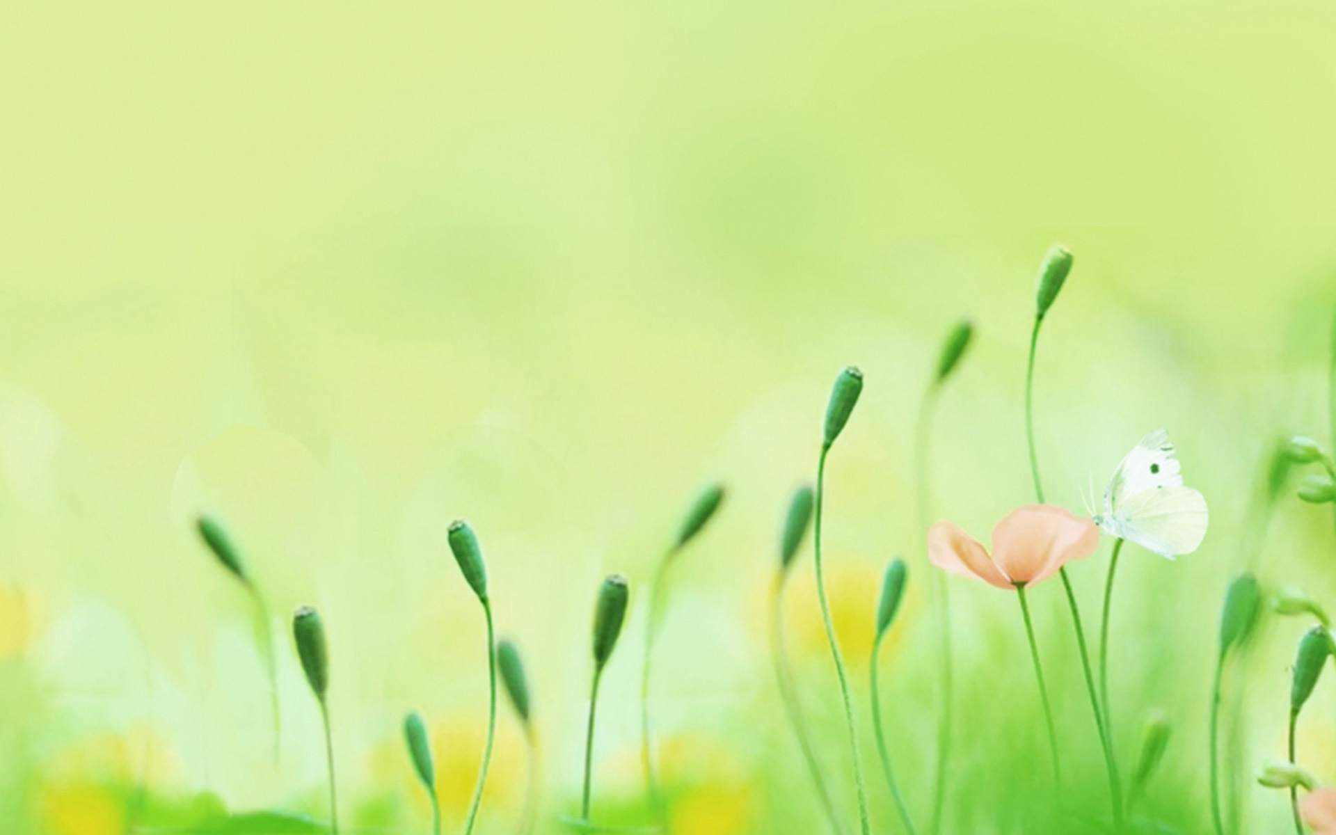 æ¥æè±å¼ æ¥æè±å¼å£çº¸æ¥æè±å¼å£çº¸ä¸è½½