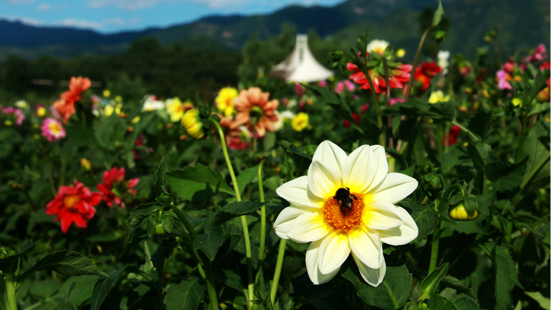 ç¾éå±±æ°´ç»å»å°½ç¾æ¯,åäº©åå­£è±ç°çå¿æ å»¶åºä¸æ¥ä¸äººè¡